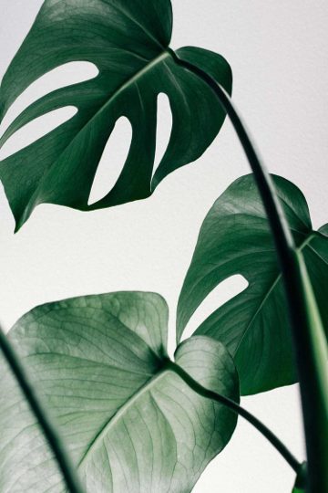 Premium plant installation in a modern commercial space